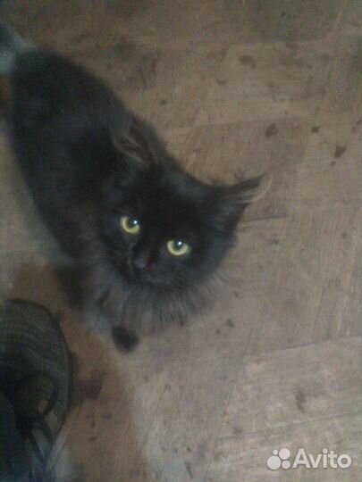 В добрые руки