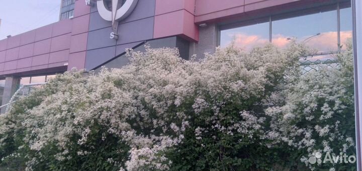 Клематис Ломонос