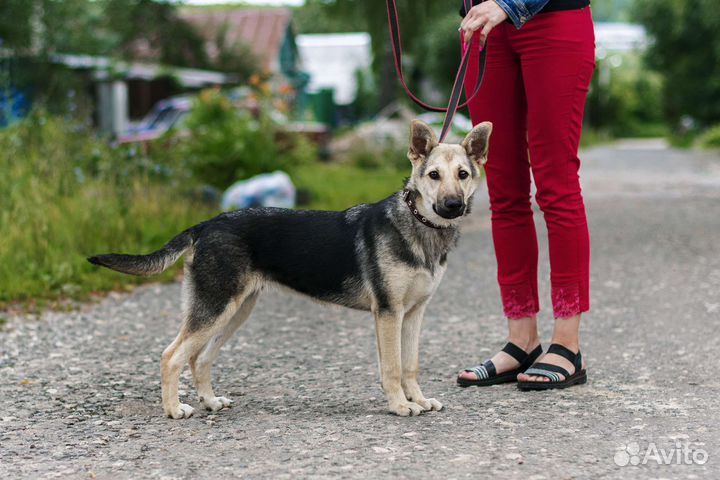Собака в добрые руки