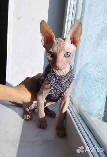 Канадский сфинкс