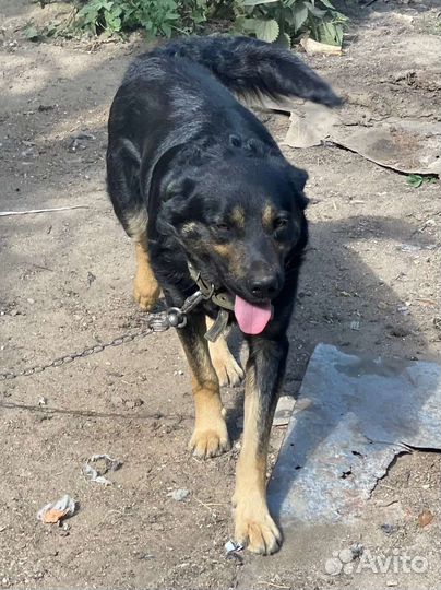 Молодой кобелек