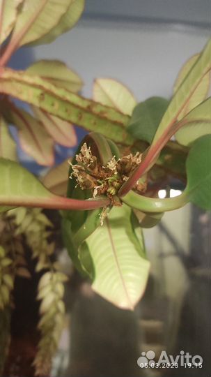 Пальма молочай (эуфорбия)