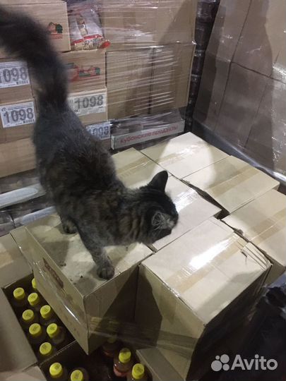 Кошечка- подросток