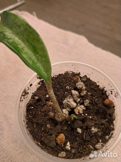 Комнатные растения