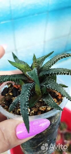 Суккуленты