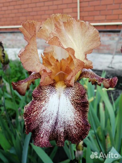 Ирисы бородатые