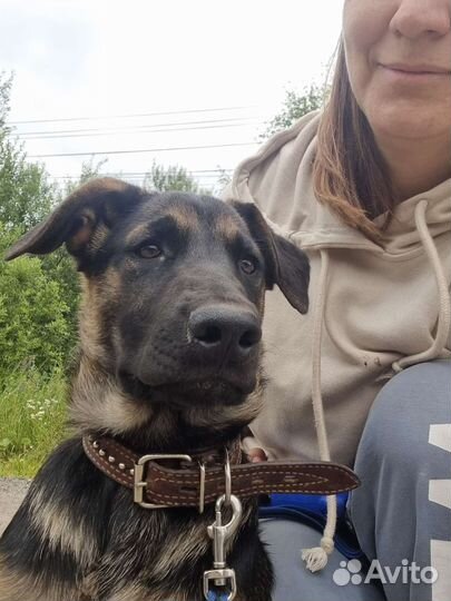 Умнейший говорящий щенок в добрые руки