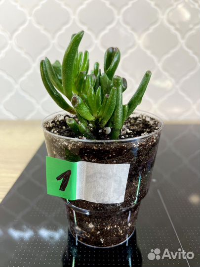 Крассула хоббит