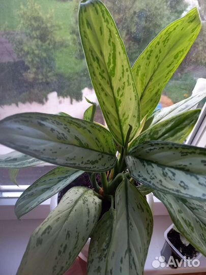 Аглаонема сильвер квин