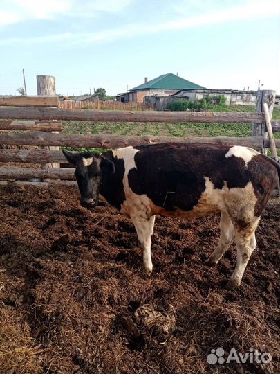 Телочка (нетель)