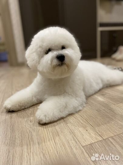 Бишон фризе вязка