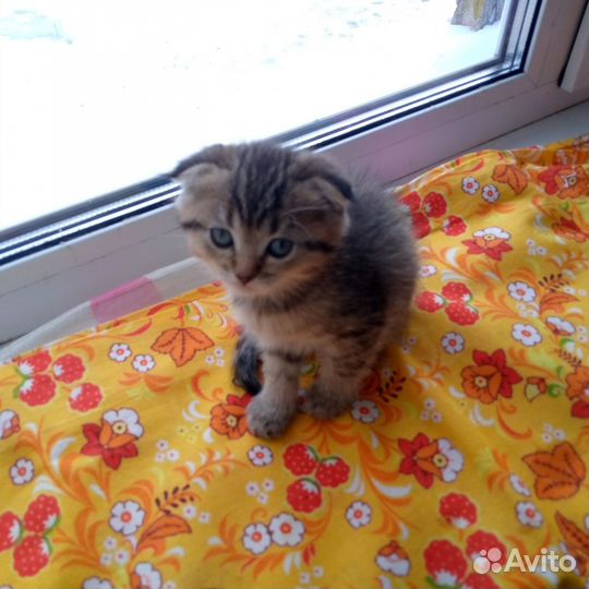 Шотландские котята