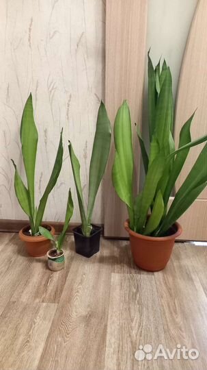 Сансевиерии коллекция