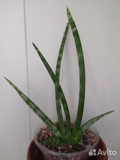 Сансевиерия цилиндрика
