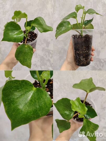 Комнатные растения разные