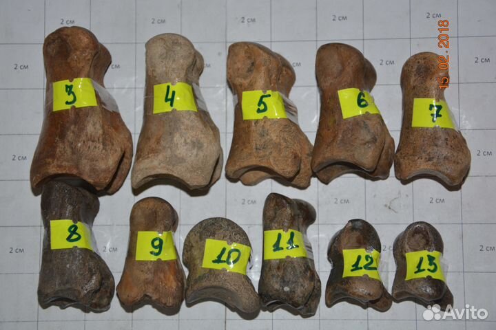 Кости плейстоценовых животных, поштучные и весовые