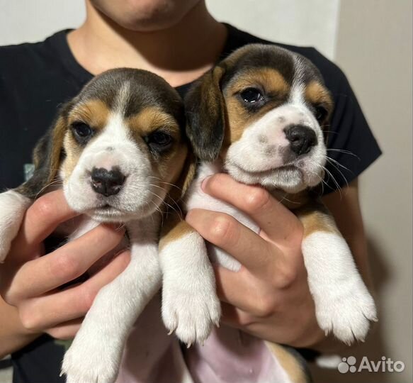 Щенки бигль