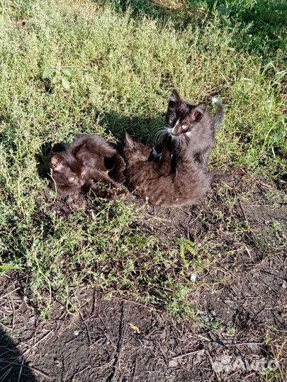 Котята в добрые руки бесплатно