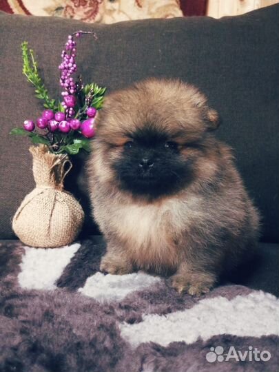 Супер мишки