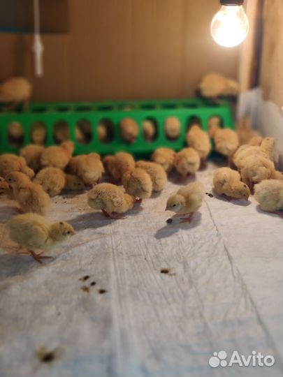 Корм для хищников, змей, птиц и т.д