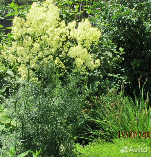 Василистник блестящий(желтый),сорт True Blue