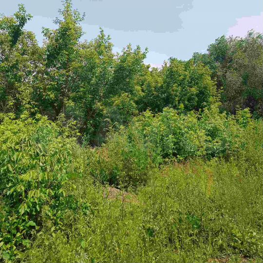 Участок 25 сот. (ИЖС)