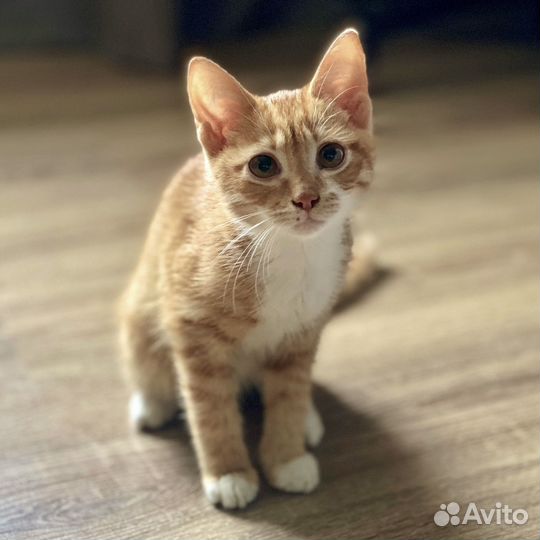 Рыжий котенок мальчик