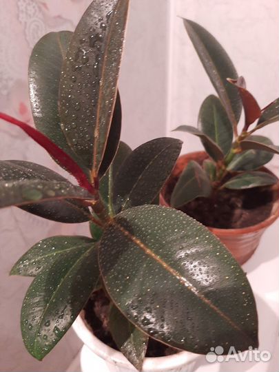 Фикус Мелани