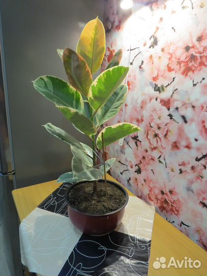 Фикус каучуконосный-тинеке