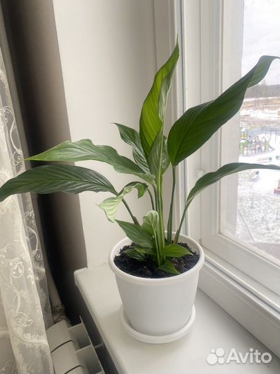 Спатифиллум