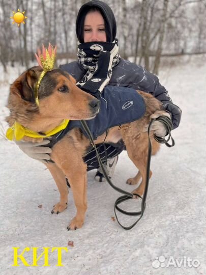 Самый добрый пёс Кит