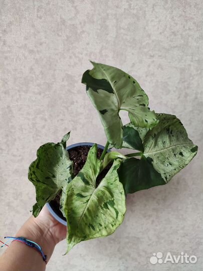 Сингониум Серый призрак Милк Конфетти Три Короля