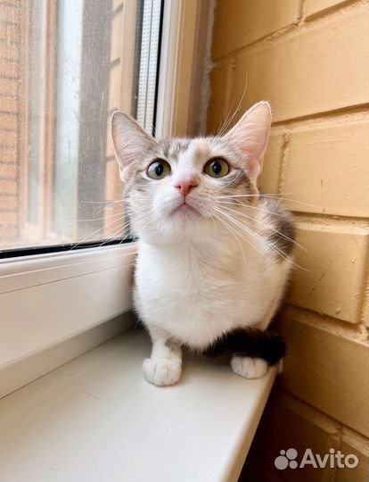 Лика - нежная, теплая, добрая кошка в добрые руки