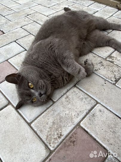Отдам кота в добрые руки
