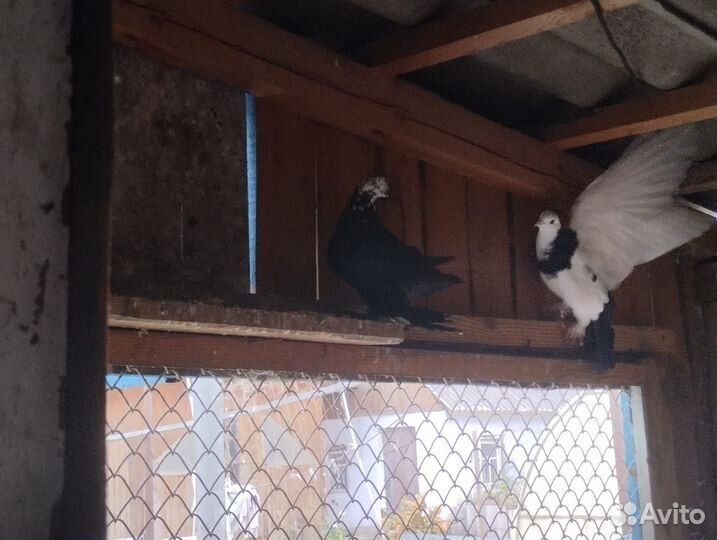 Продажа голубей
