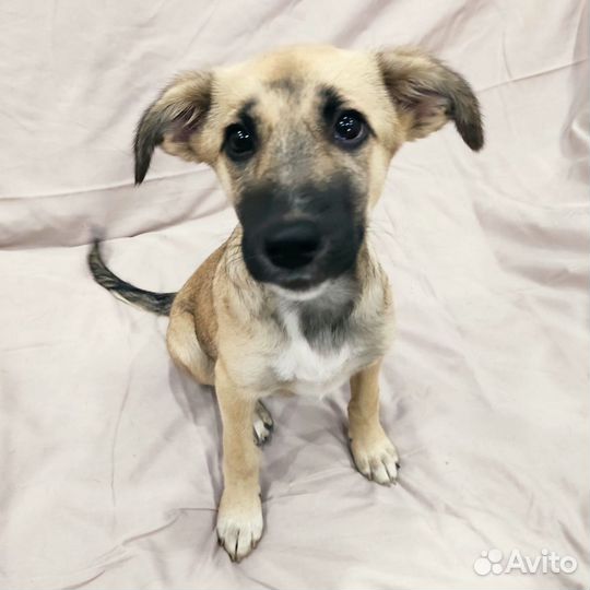 Смешной щенок в добрые руки