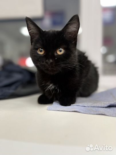 В добрые ручки