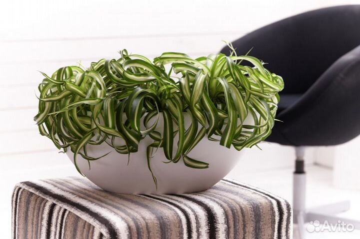 Хлорофитум кудрявый Бонни