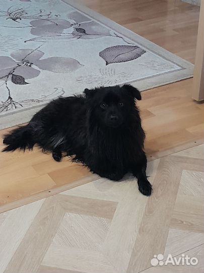 Маленькая собака в добрые руки бесплатно