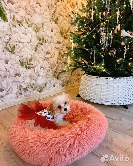 Щенки кавашон