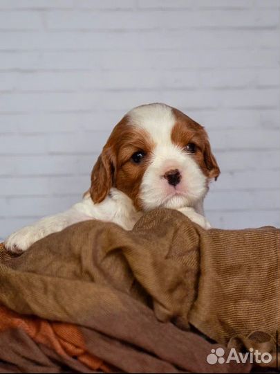 Кавалер кинг чарльз спаниель мини и стандарт