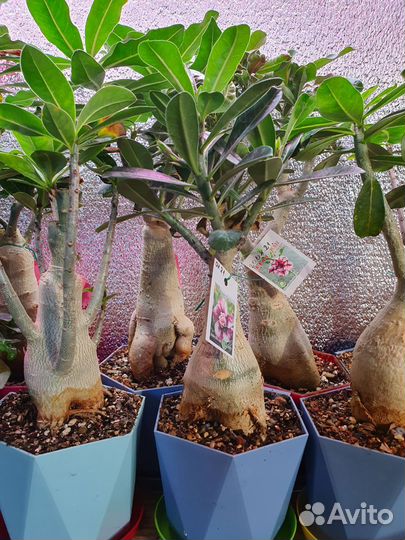 Адениум сортовой красивоцветущий