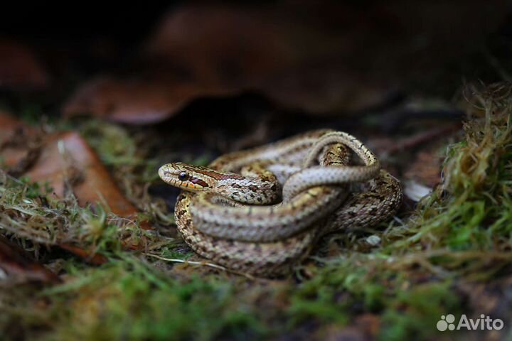 Узорчатые полозы. Змеи для новичков