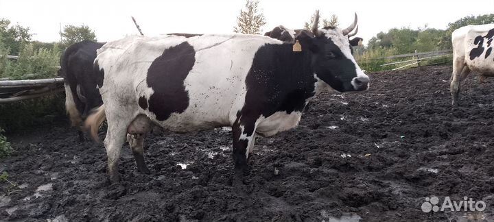 Корова дойная