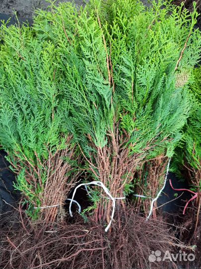 Туя восточная саженцы окс