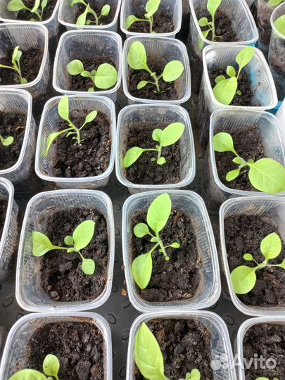 Семена табака