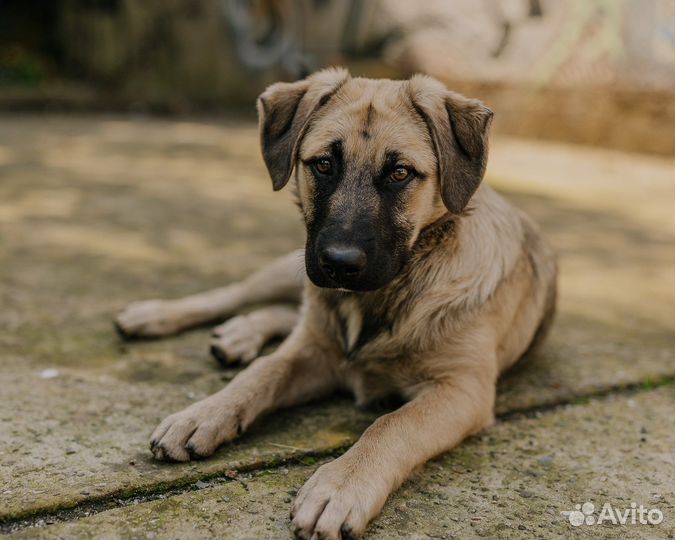 Собаки бесплатно