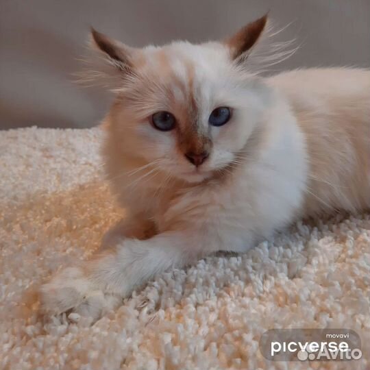 Котята редкой породы