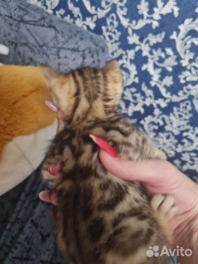 Бенгальская кошка