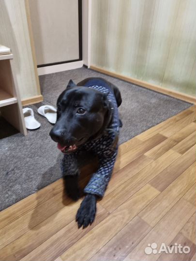 Вязка питбуля